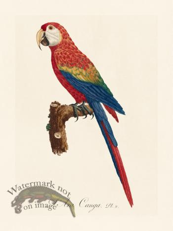 Barraband Parrot 002